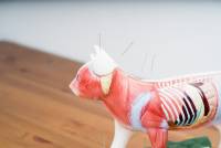 Akupunktur bei Tiertherapie Dresden- mobile Hundephysiotherapie &amp; Tierheilpraxis in Dresden