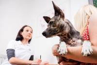 Untersuchungsgang in der Tierphysiotherapie bei Tiertherapie Dresden
