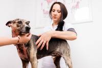 Tiertherapie Dresden - Untersuchung in der Hundephysiotherapie &amp; Tierheilpraxis