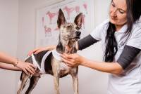 K&ouml;rperb&auml;nder als Hilfsmittel der Hundephysiotherapie in Dresden