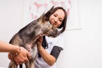 Untersuchungsgang in der Hundephysiotherapie Dresden