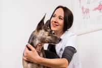 Die Untersuchung in der Hundephysiotherapie bei Tiertherapie Dresden